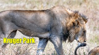 Kruger Park Short trip with remarkable lion and leopard sightings and mating lion pride by Our Life In Africa 1,092 views 1 year ago 10 minutes, 34 seconds