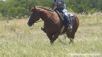 Clearly Intoxicated - trail riding #1! - ValleyViewRanch.net