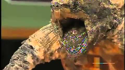 Alligator snapping turtles from the Wildlife World Zoo & Aqu