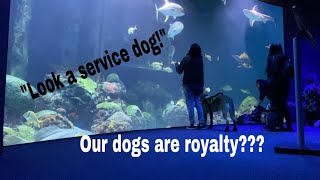 Service Dog Aquarium Meet Up