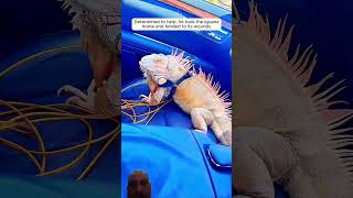 Httpsyoutubecomshortsdyyrohgqutosih8gf3s0nj5rj