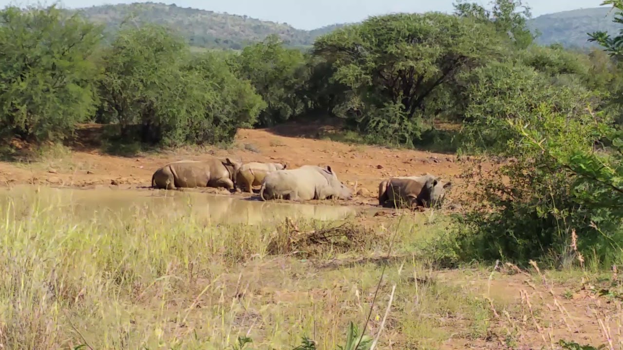 The Pilanesberg Story - Black Rhino