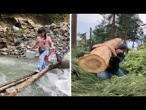 You Have Never Seen Dangerous Women Go To The Forest To Cut trees For Firewood to Make a Living
