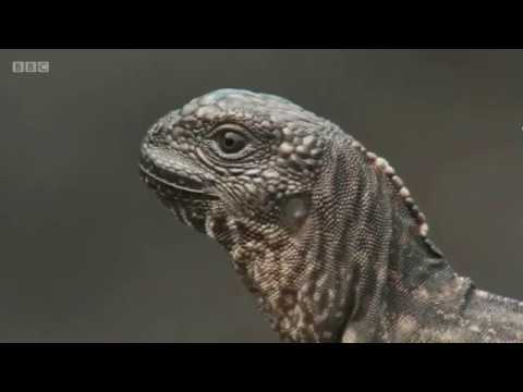 IGUANA VS SNAKES - PLAY OF THE GAME