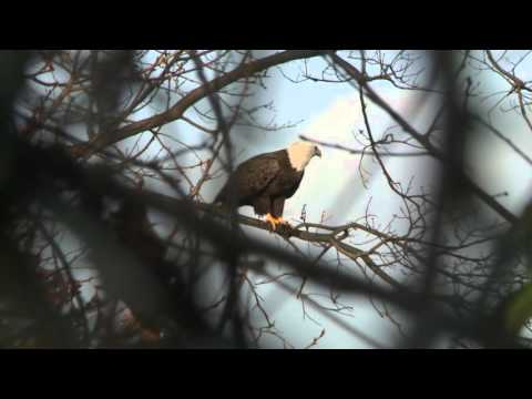 WILD BALD EAGLE IN QUEENS!
