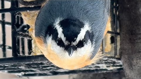 Upside down Red-breasted nuthatch Bird like and subscribe please