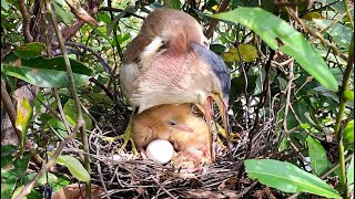 Developing in the Nest: the Next Infant