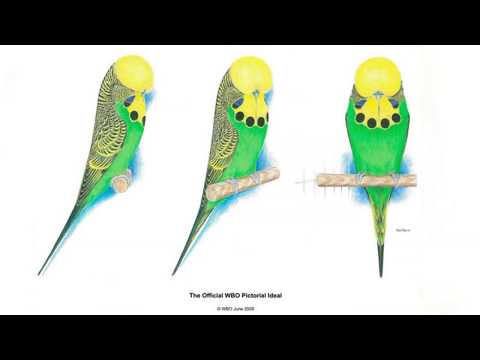 ቪዲዮ: ሁሉም ስለ Budgerigars