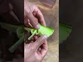 Beautiful Vegetable Decoration CarvingEasy Vegetable Carving For BeginnersStunning Vegetable Art