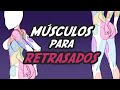 MÚSCULOS para RETRASADOS