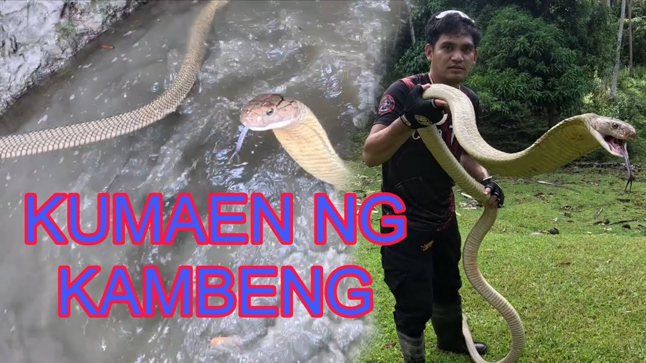 KING COBRA NANG BIBIKTIMA NG MGA KAMBENG#cobraprince 