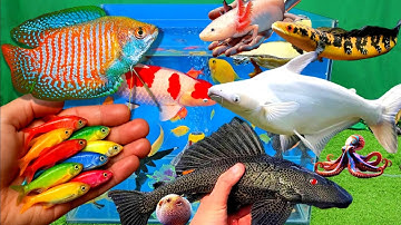 Video cá cảnh đẹp, vịt, vịt con, cá koi, cá trê, cá rồng, cá sặc, cá lóc