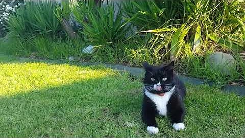 Tuxedo cats playing in the yard