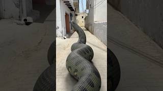 Giant Green Anaconda snake in Village ? #snake #vfx #nagin