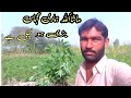 Mashallah Hamari Ghas Badi ho chuki hai