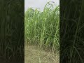 ganne ka khet #shorts #khetibadi #ganna #kisan