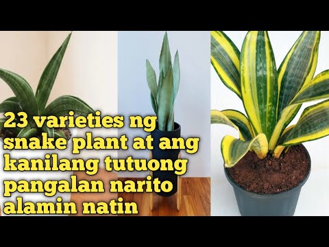 Video: Cryptantus (28 Mga Larawan): Paglalarawan At Pangangalaga Sa Bahay Para Sa Cryptantus Mix, Stemless Bromeliad, Two-lane At Iba Pang Mga Species