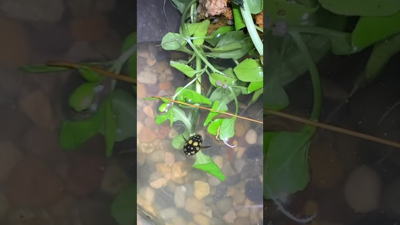 Aquatic Beetle Aquarium 