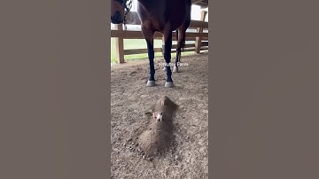 Weasels are into tunnel warfare! Horse gives them no return!