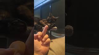 he dont appreciate the bird #blackcat #funny #cat