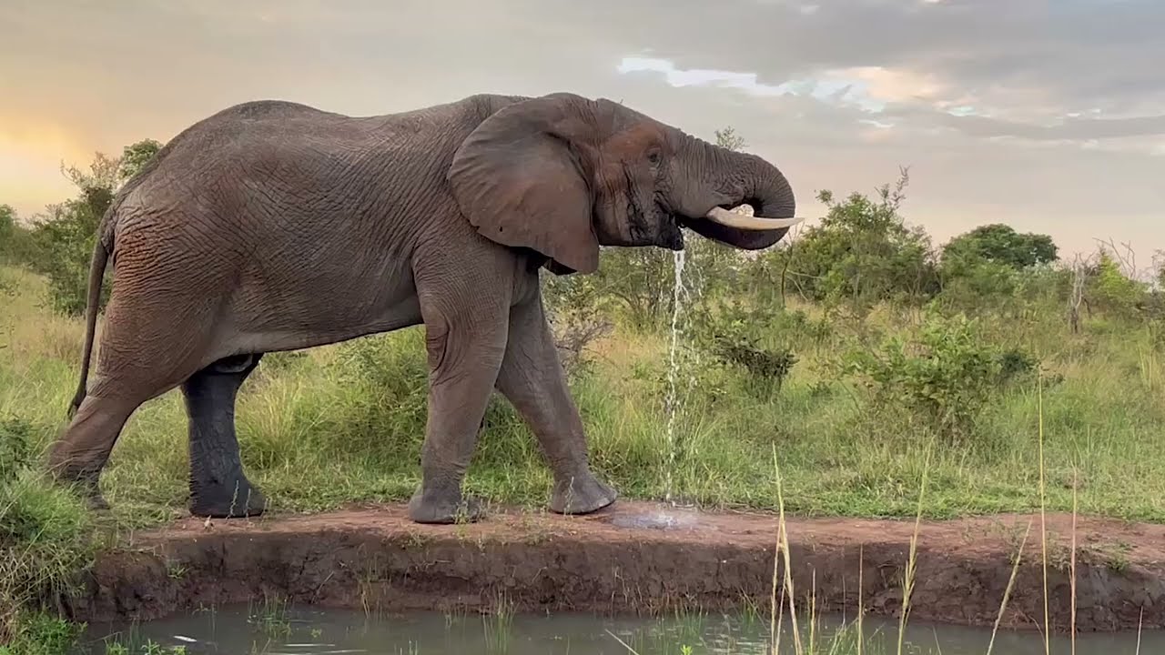 Gorgeous Elephant Sighting at Kruger National Park