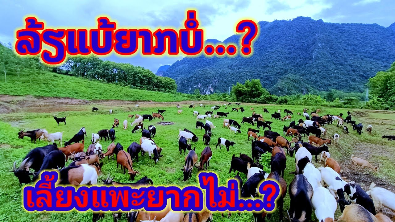 ລ້ຽງແບ້ຍາກຫຼືງາ່ຍສ່ຳໃດ.../เลี้ยงแพะอยากไม่...?