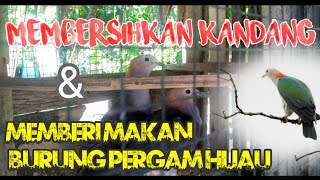 Memberi Makan Burung Pergam Peliharaan