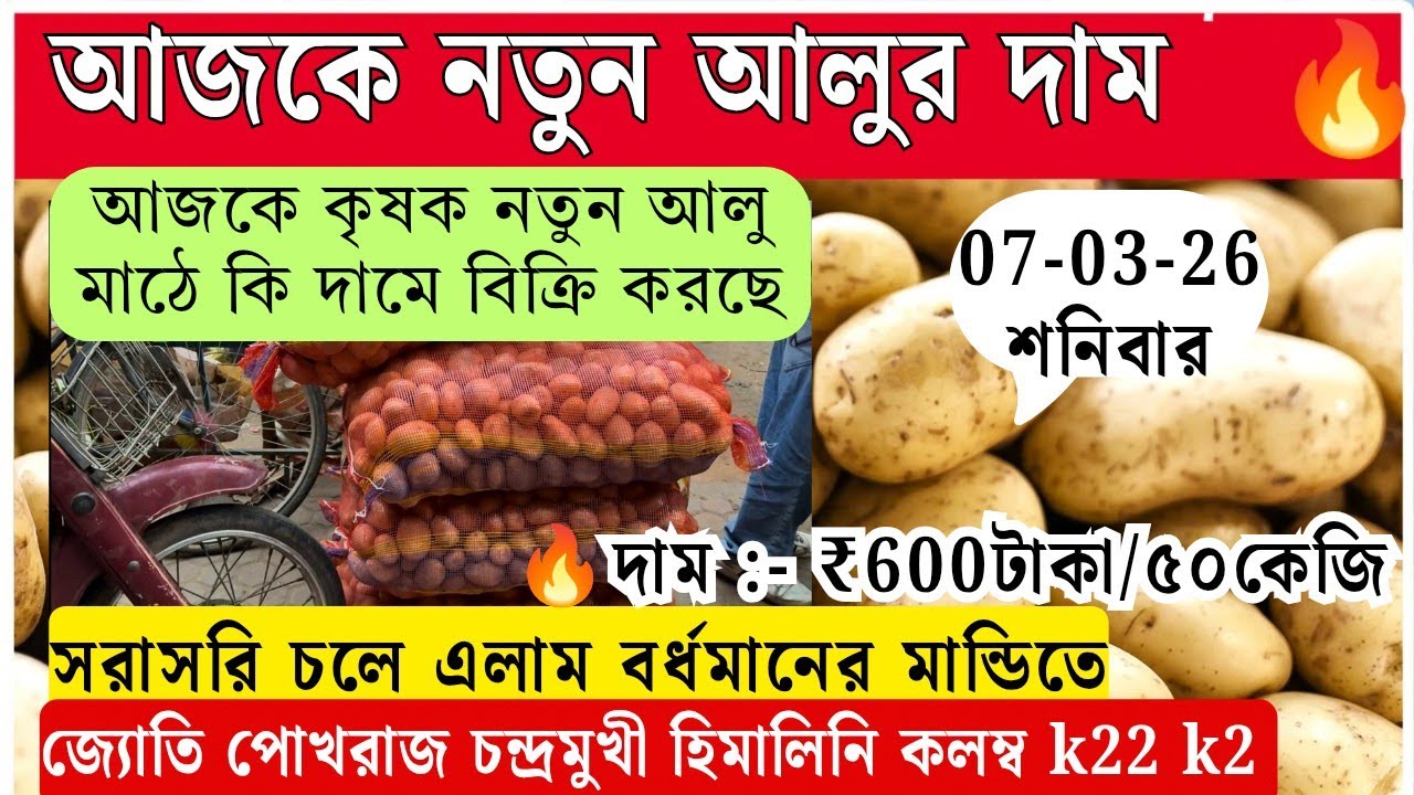 আজকে আলুর দাম🔥আজকে নতুন‌ জ্যোতি,চন্দ্রমুখী, পোখরাজ,কলম্ব,K22, হল্যান্ড আলু মাঠে কি দামে বিক্রি হচ্ছে