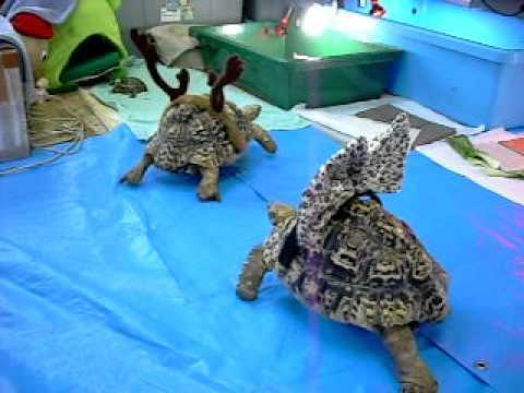 めりくり。