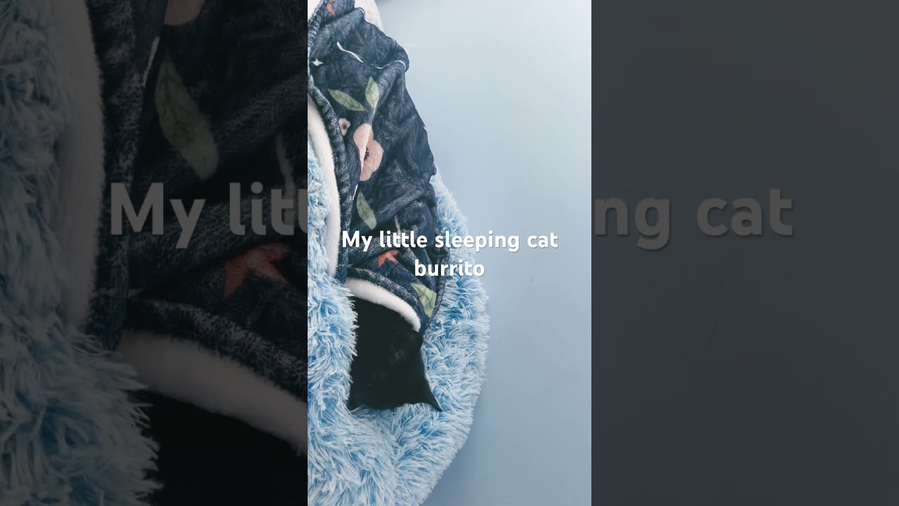 Little cat burrito