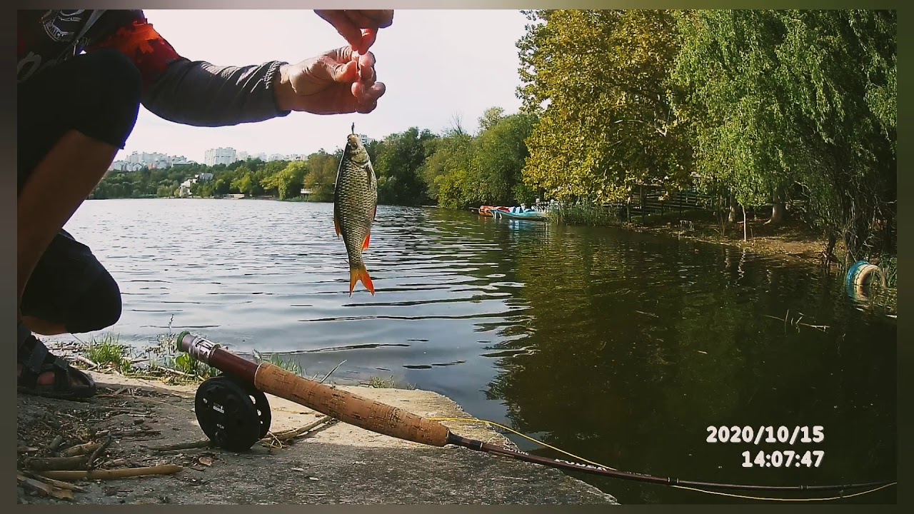 Rudd. Fly fishing. - YouTube