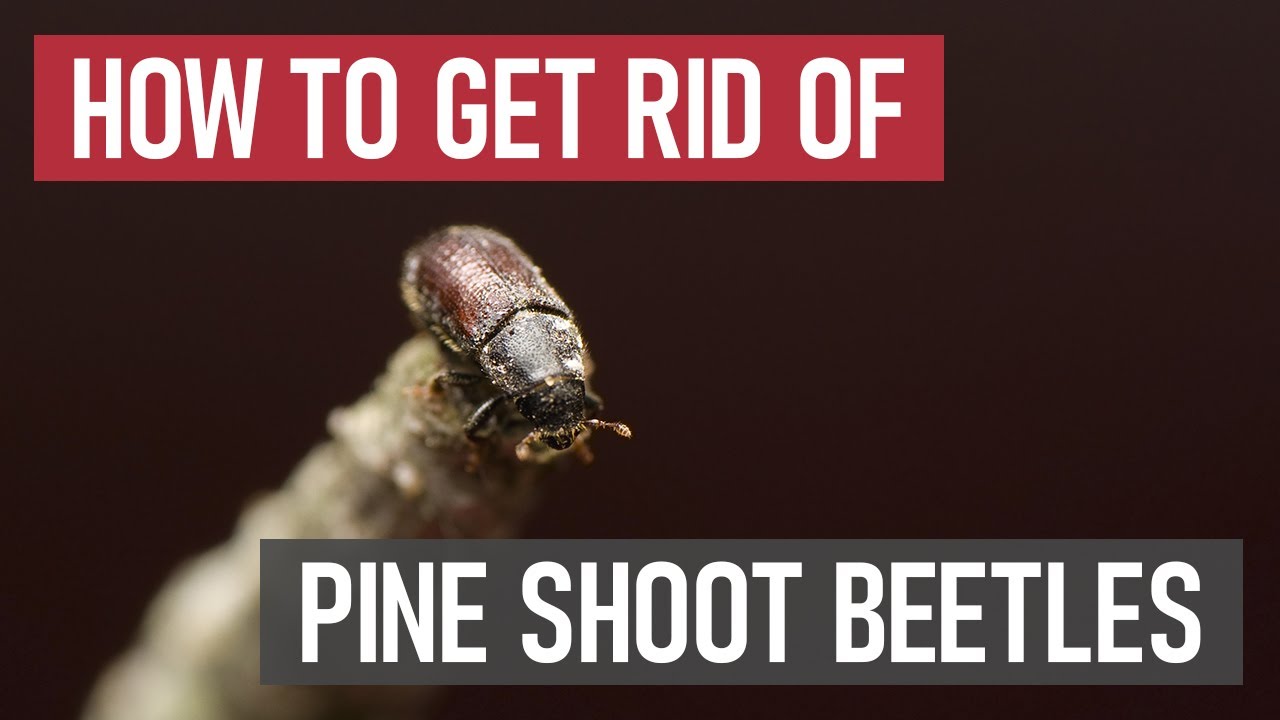 How to Get Rid of Pine Shoot Beetles [DIY Pest Control] - YouTube