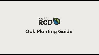 Oak Planting Guide
