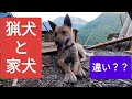 猟犬と家犬は違いますか？
