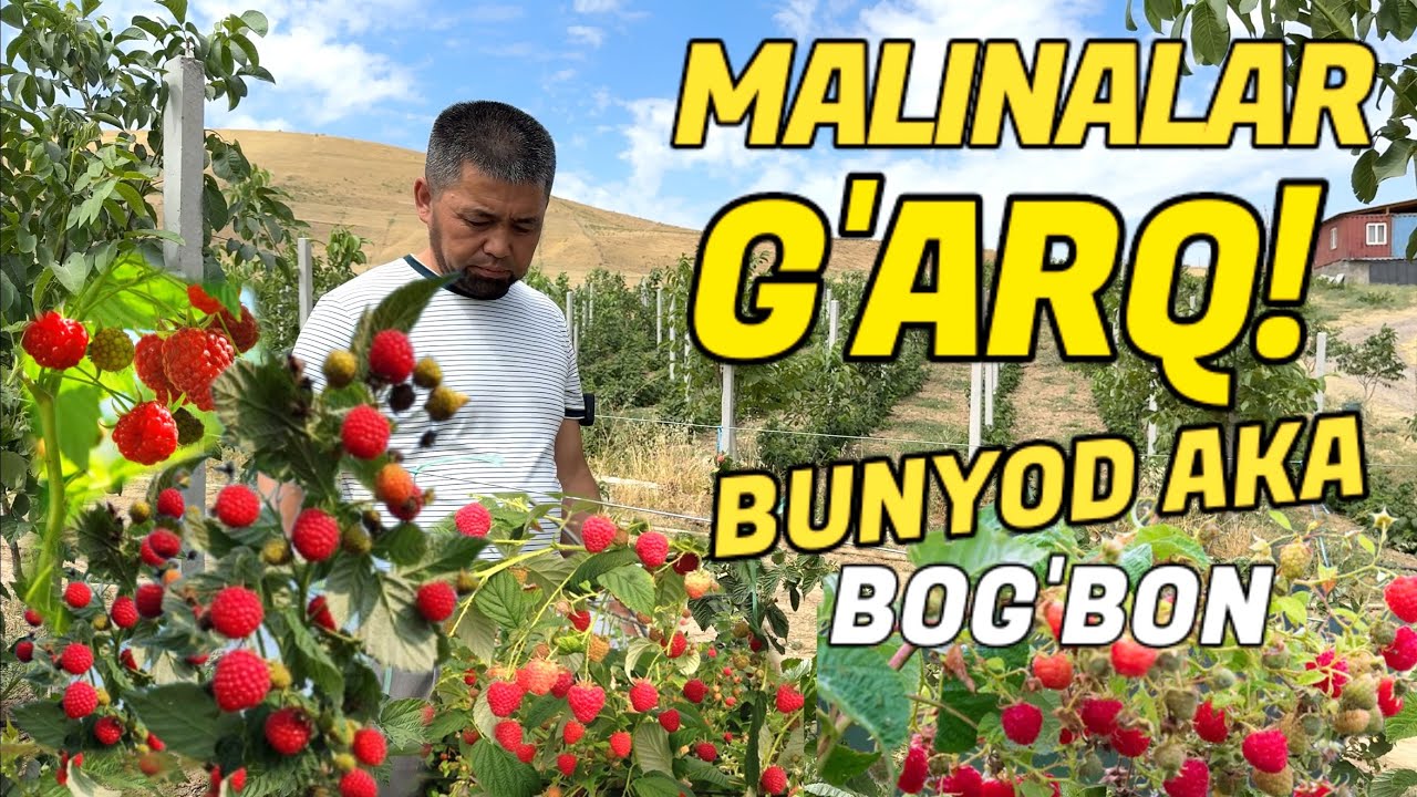 Ko‘rgan Havas Qiladi! Angrenda Malina Mo‘jizasi