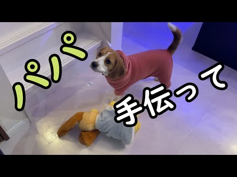 【ビーグル】パパに手伝えと訴えかける犬が可愛すぎた。