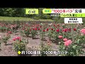 園内に約100種類1000本ほど…愛知県岡崎市の『奥殿陣屋』でバラが見ごろ 赤や白など色とりどりに咲き誇る