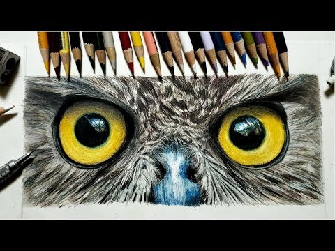 色鉛筆でフクロウを描いてみた Realistic Colored Pencil Drawing Of An Owl Youtube