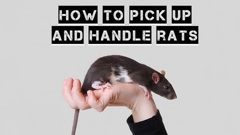 HOW TO PICK UP AND HANDLE RATS