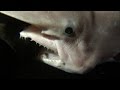 Rare footage of goblin shark with alienlike jaws  shark week
