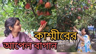 Kashmir Apple Garden নজ হত আপল ছড খওয