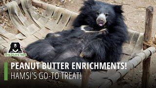 Peanut Butter Enrichments: Hamsi's Go-To Treat!