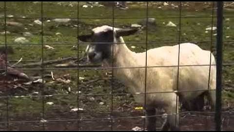 The screaming sheep (very very funny)
