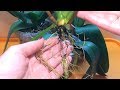 Орхидея фаленопсис реанимация корней. Спасаем орхидею с гнилыми корнями.  Орхидея без корней видео.