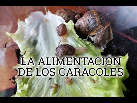 Vídeo: Como alimentar caracóis em casa