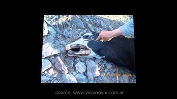 Cattle mutilations Argentina - 23 oct 2012