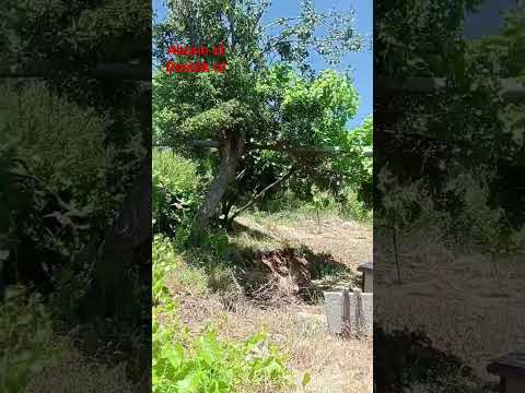 Elazığ Sivrice Gözeli