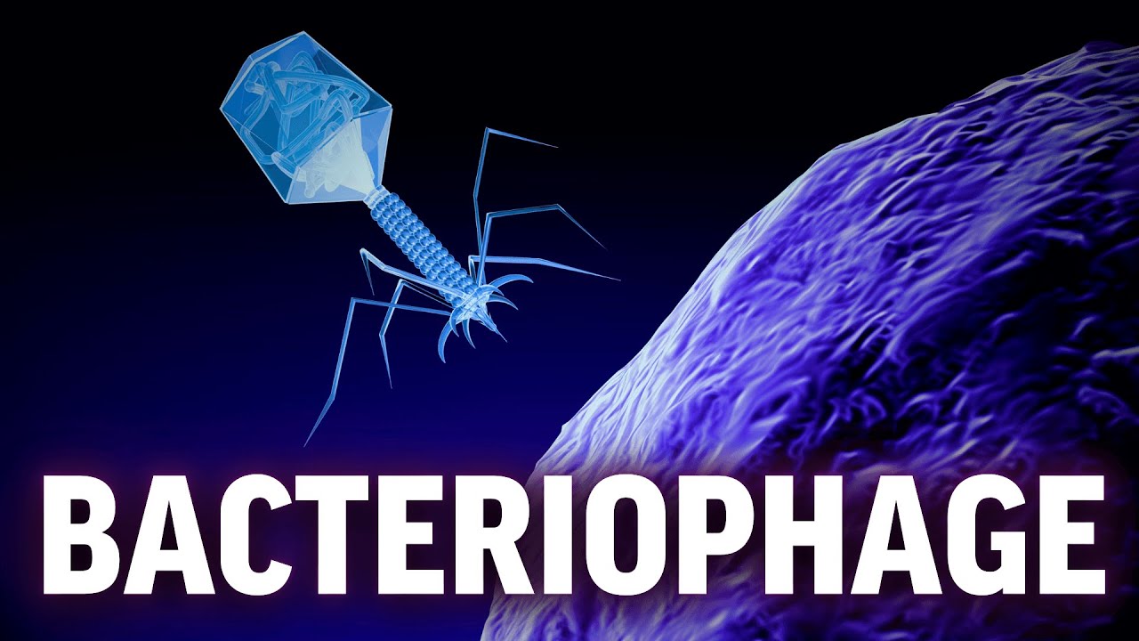 The Deadliest Virus on Earth? - Science To Fall Asleep