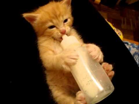 Съесть бутылочку. Бутылочка для котят. Котенок ест из бутылочки. Котенок пьет молоко из бутылочки. Соска для котят.