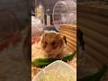 ハムが千切りキャベツをハムるだけの動画#ゴールデンハムスター #ゴルハム #ちゃんねる登録お願いします #応援お願いします 今年の冬も乗り切れるかなぁ。